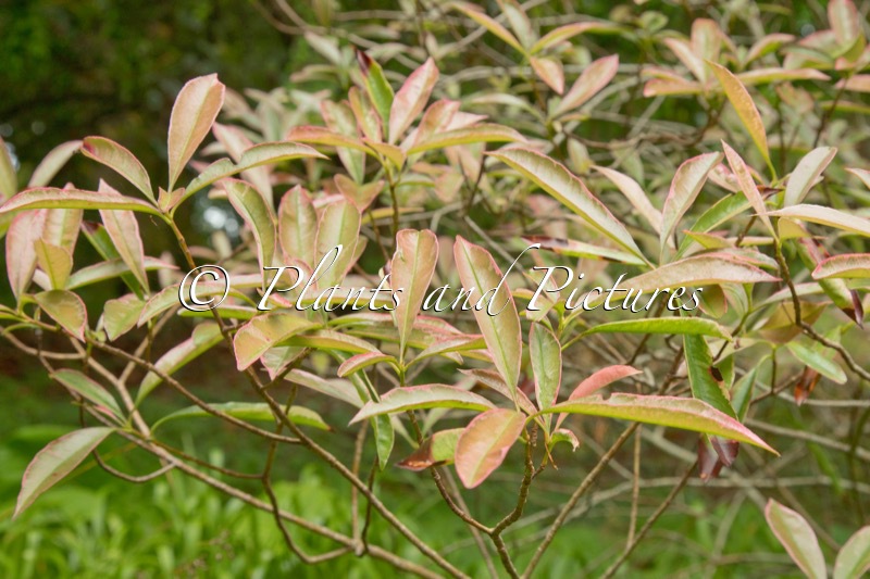 Photinia glabra ‘Parfait’