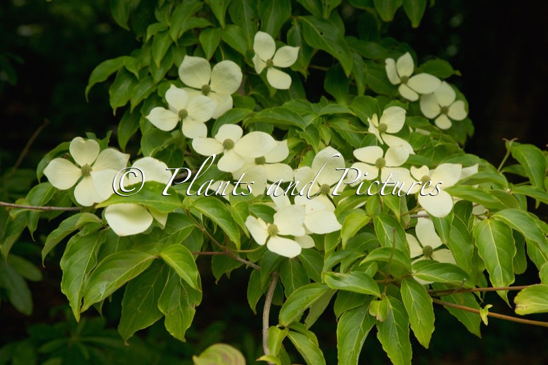 Cornus ‘Norman Hadden’