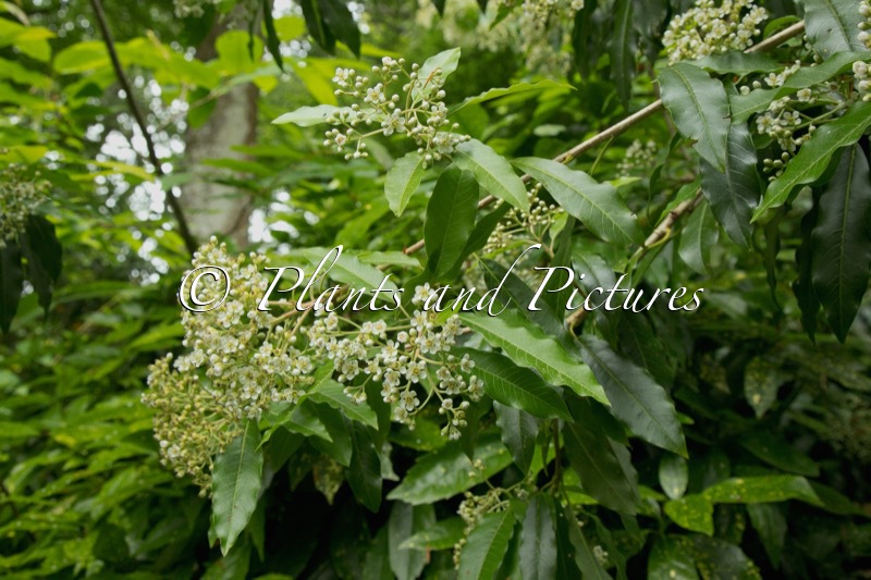 Photinia davidiana ‘Salicifolia’