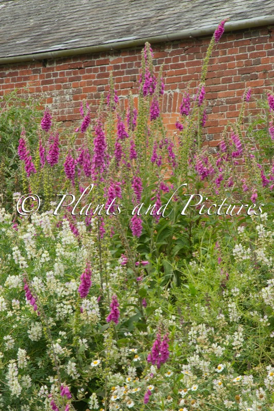 Digitalis purpurea