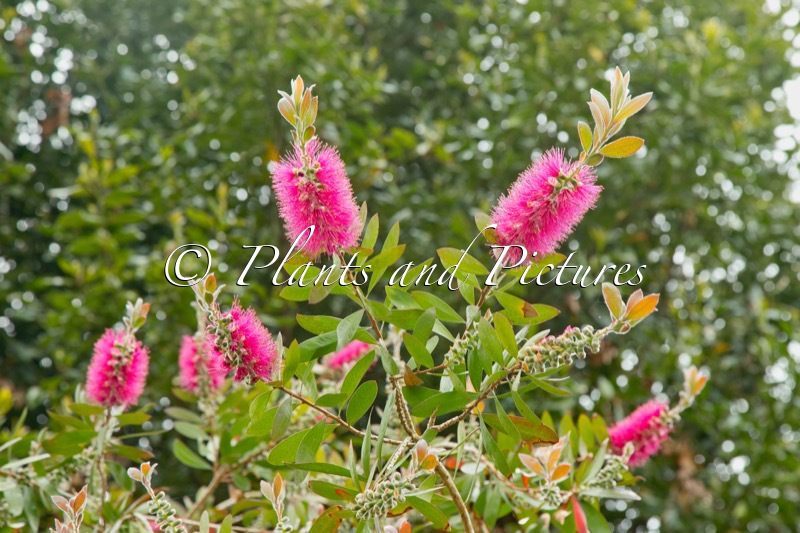 Callistemon ‘Perth Pink’