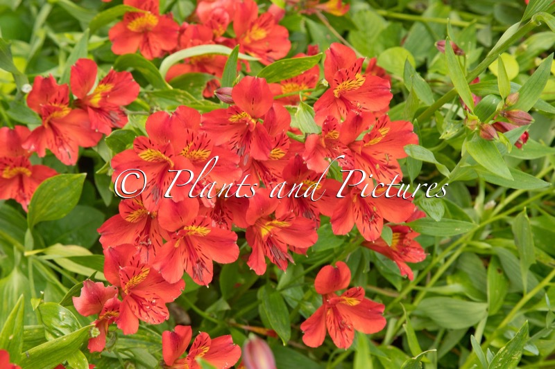 Alstroemeria ‘Starodo’ (PRINCESS GRACE)