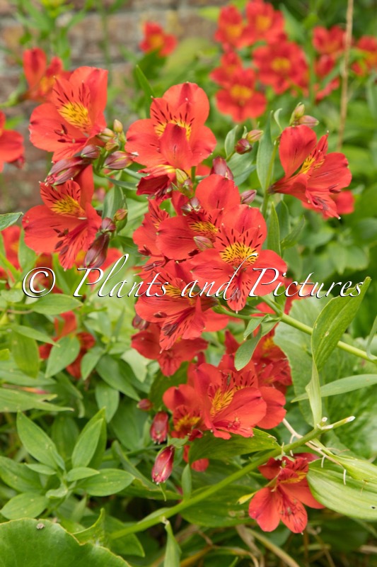 Alstroemeria ‘Starodo’ (PRINCESS GRACE)