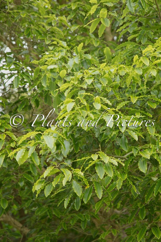 Pittosporum eugenioides
