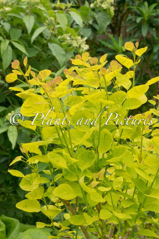 Cotinus coggygria ‘Ancot’ (GOLDEN SPIRIT)