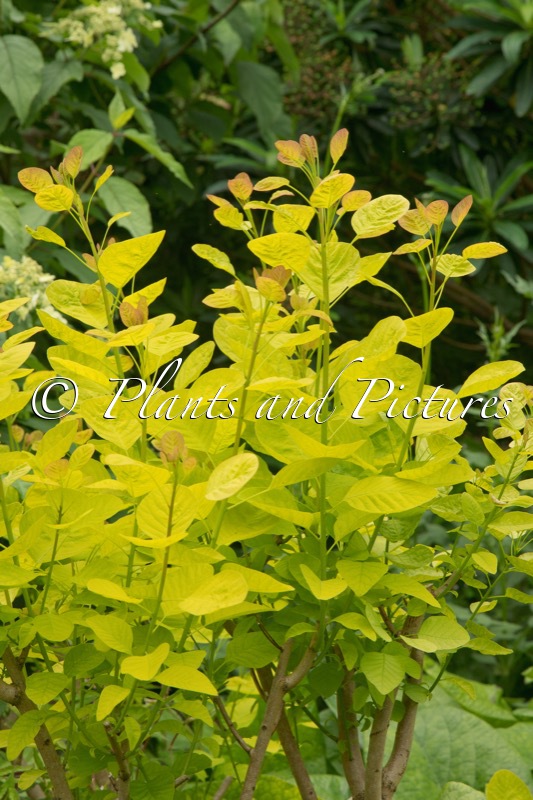 Cotinus coggygria ‘Ancot’ (GOLDEN SPIRIT)