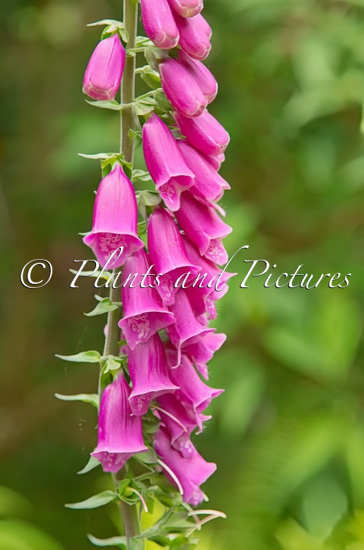 Digitalis purpurea