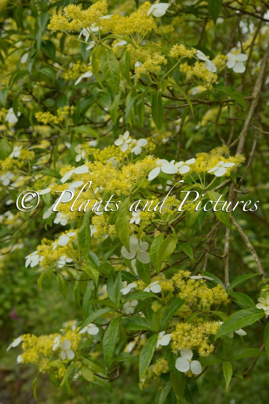 Hydrangea chinensis