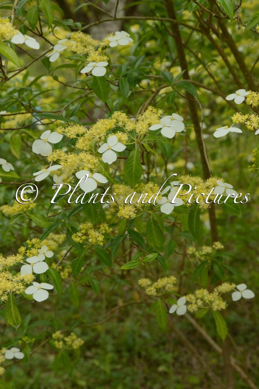 Hydrangea chinensis