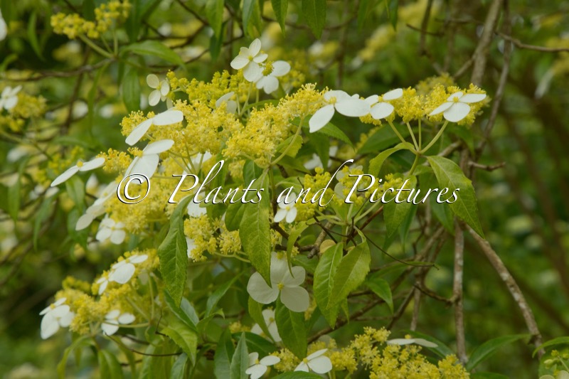 Hydrangea chinensis