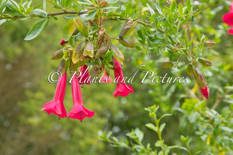 Cantua buxifolia