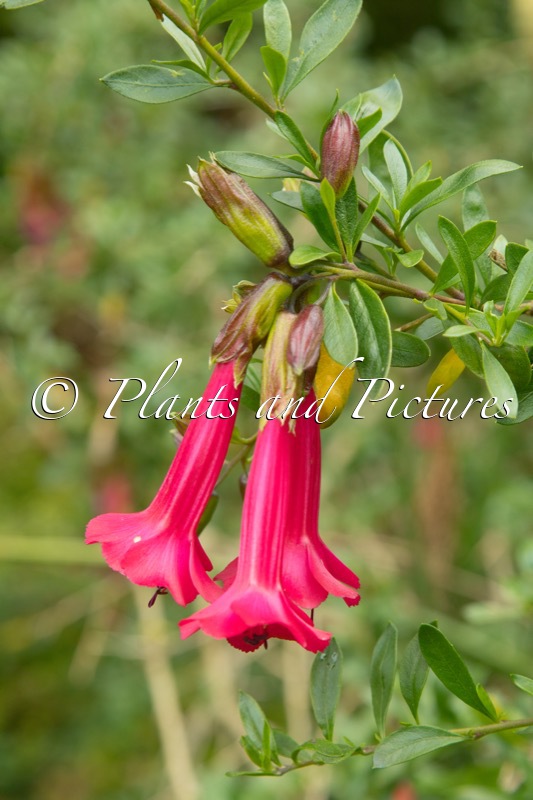 Cantua buxifolia