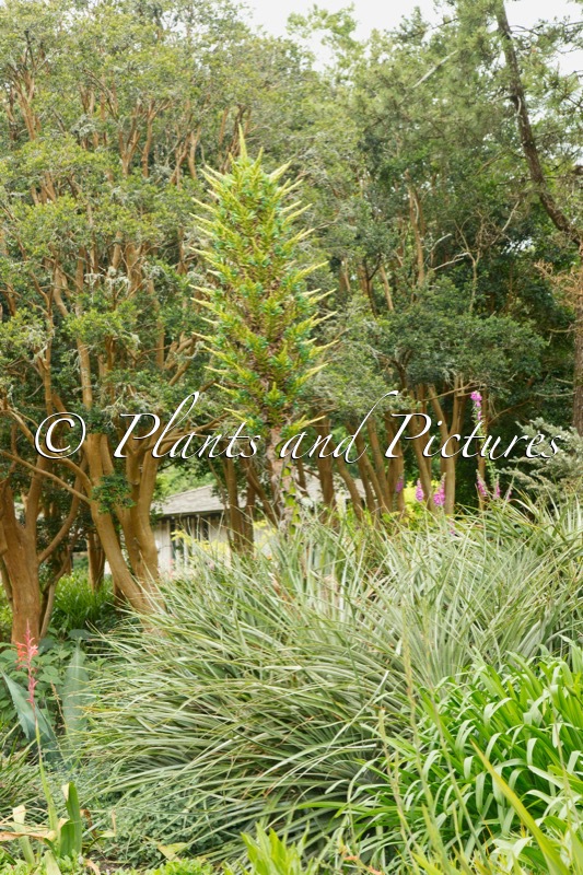 Puya chilensis