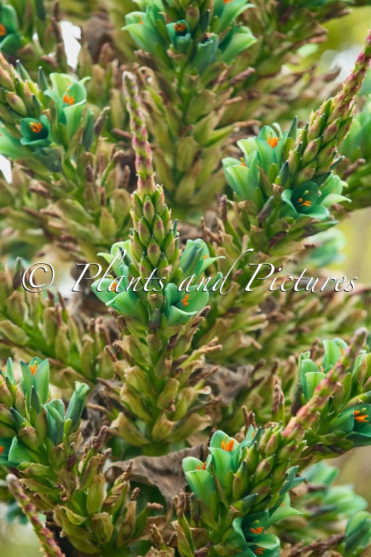 Puya chilensis
