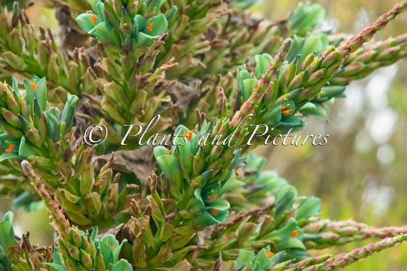 Puya chilensis
