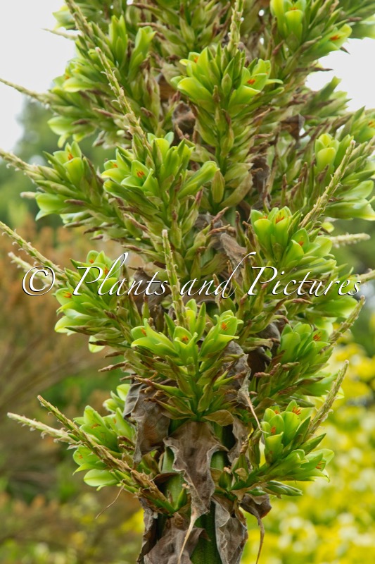 Puya chilensis
