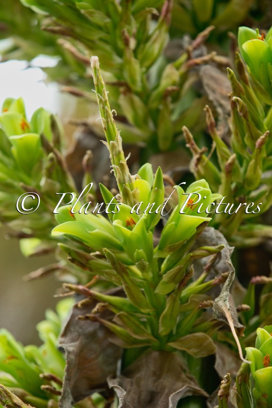 Puya chilensis