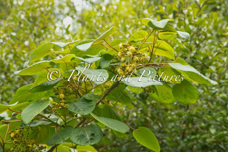 Idesia polycarpa