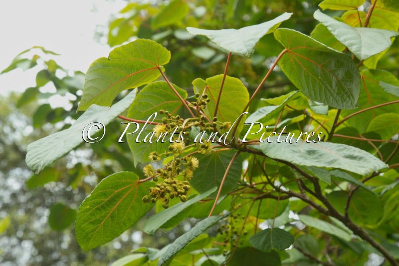 Idesia polycarpa