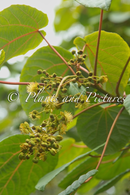 Idesia polycarpa