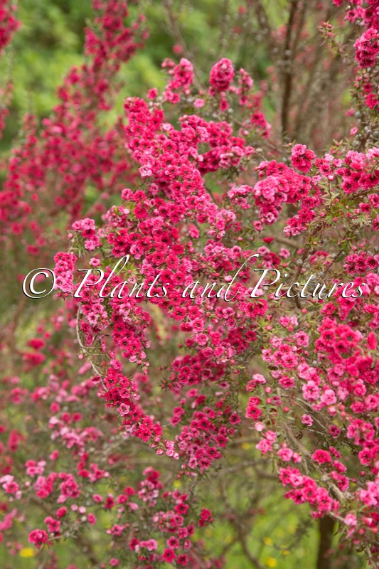 Leptospermum scoparium ‘Red Damask’
