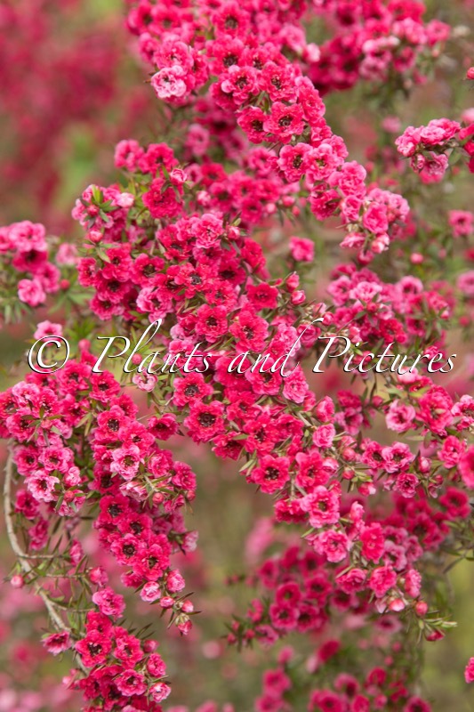 Leptospermum scoparium ‘Red Damask’