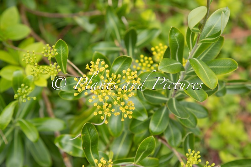 Bupleurum fruticosum
