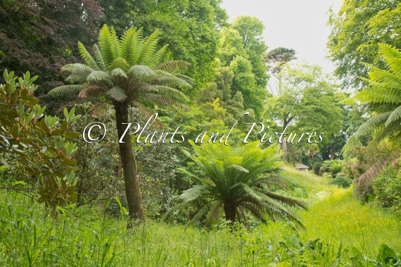 Dicksonia antarctica