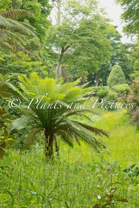 Dicksonia antarctica