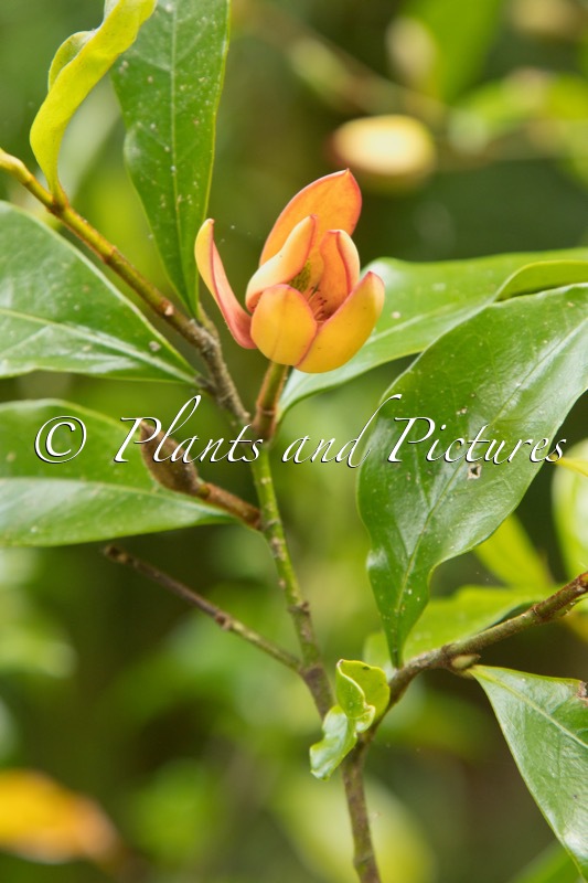 Magnolia figo