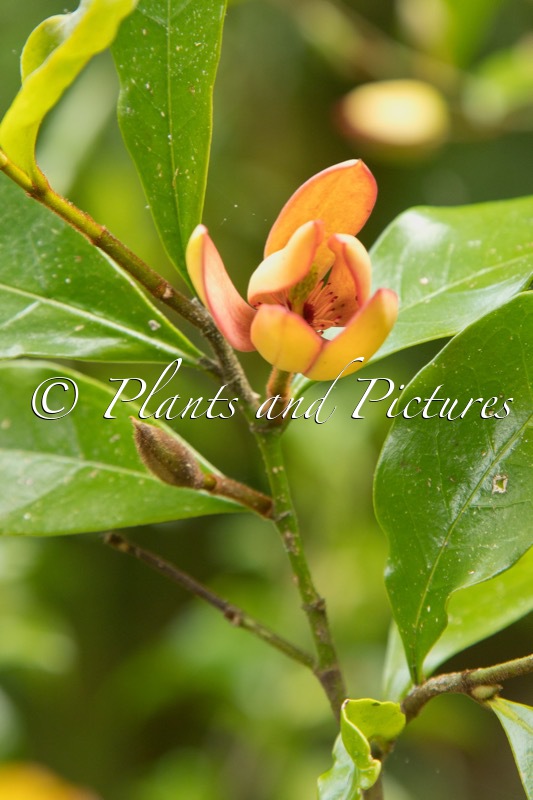 Magnolia figo