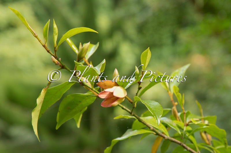 Magnolia figo