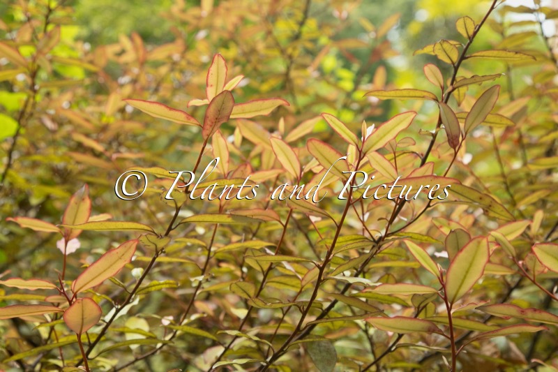 Pseudowintera colorata