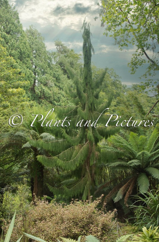 Dacrydium cupressinum