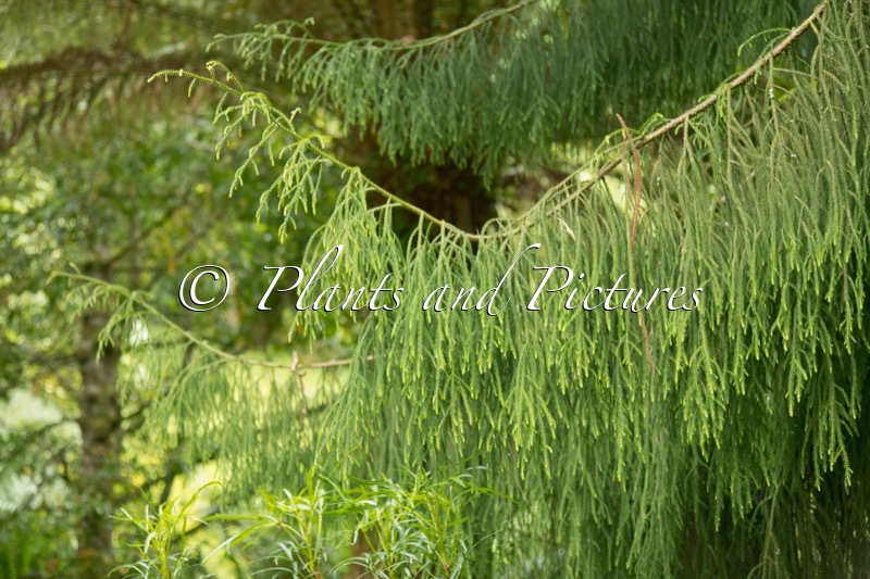 Dacrydium cupressinum