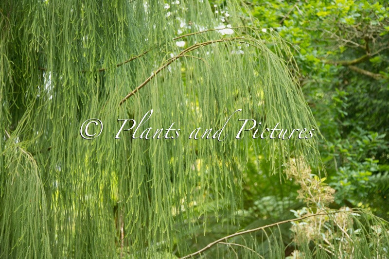 Dacrydium cupressinum