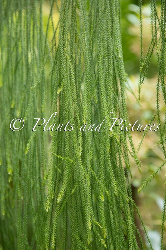 Dacrydium cupressinum