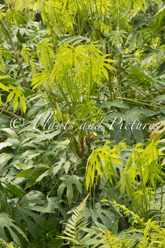 Fatsia polycarpa