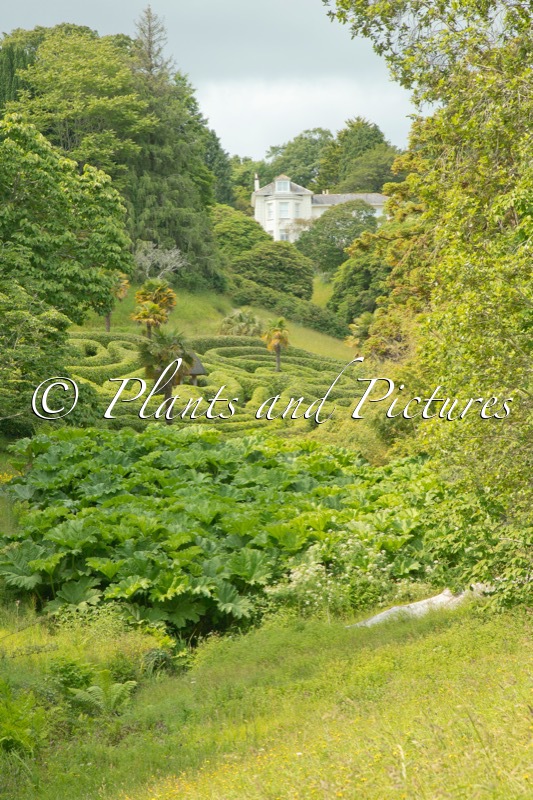 Glendurgan Garden