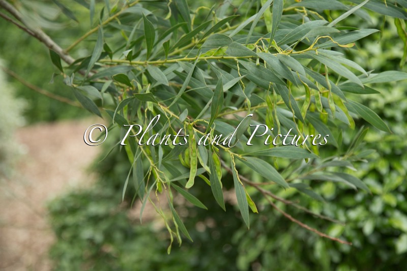 Acacia rubida