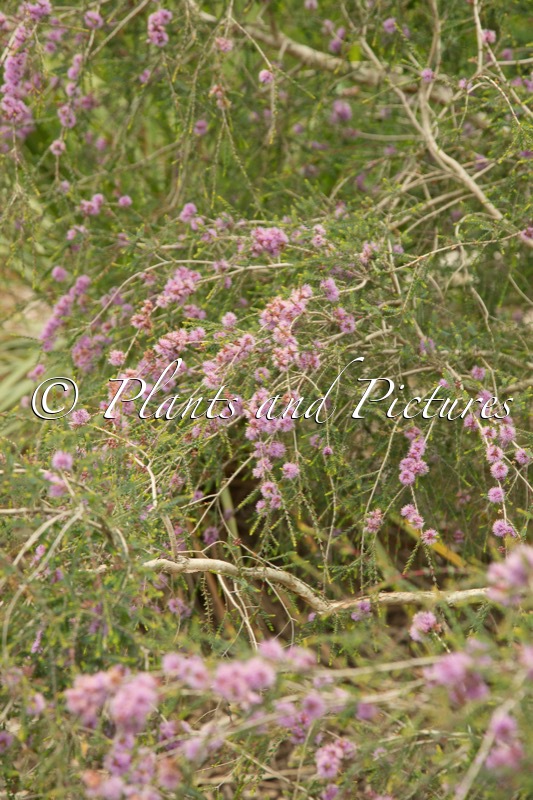 Melaleuca gibbosa