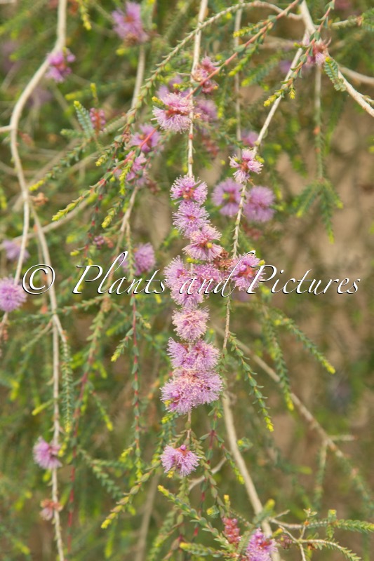 Melaleuca gibbosa