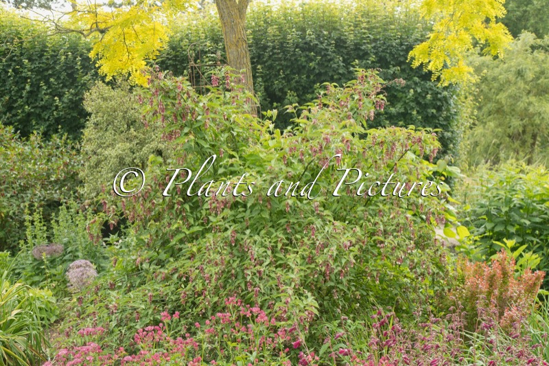 Leycesteria formosa