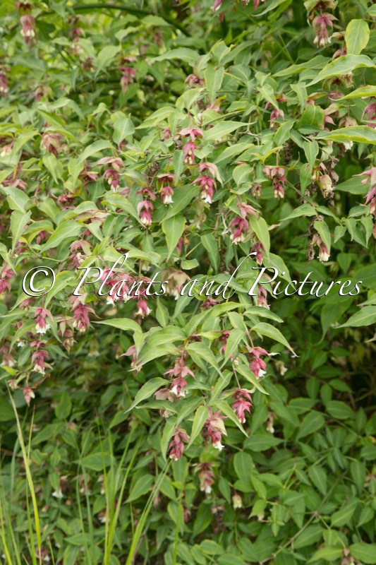 Leycesteria formosa