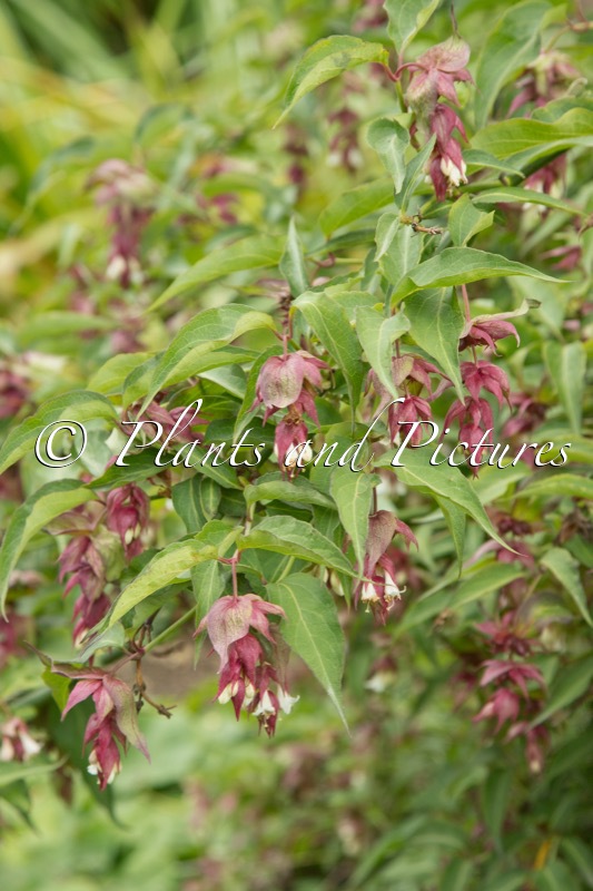 Leycesteria formosa