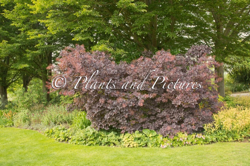 Cotinus coggygria ‘Royal Purple’