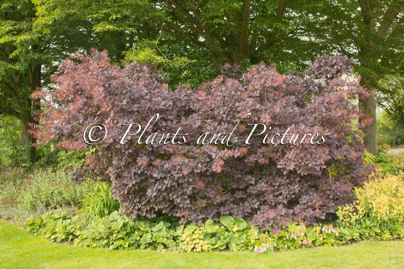 Cotinus coggygria ‘Royal Purple’