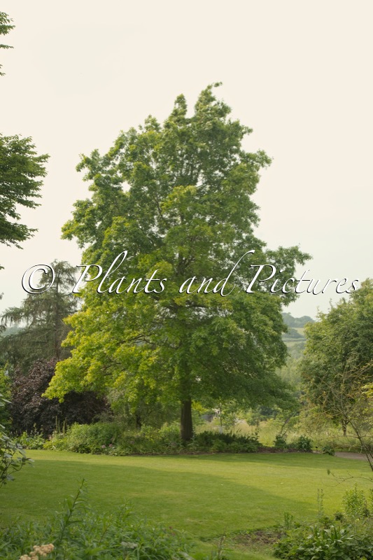 Quercus ellipsoidalis