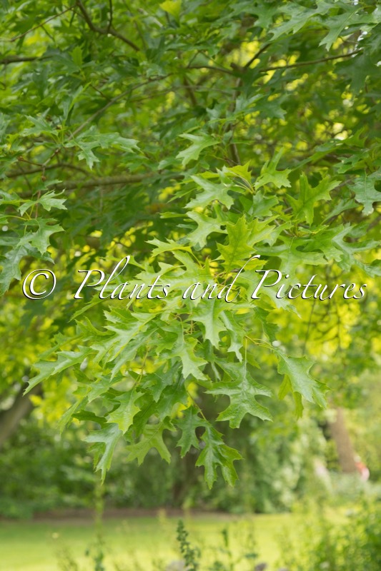 Quercus ellipsoidalis