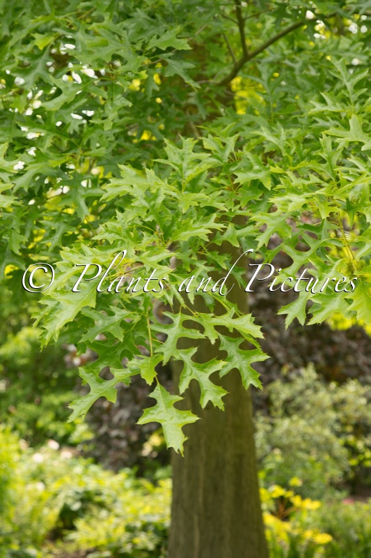 Quercus ellipsoidalis